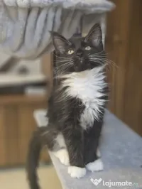 Azure – Pui Maine Coon, mascul, 3 luni, foarte afectuos 
