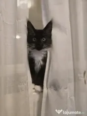 Azure – Pui Maine Coon, mascul, 3 luni, foarte afectuos 