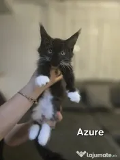 Azure – Pui Maine Coon, mascul, 3 luni, foarte afectuos 