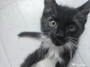 Azure – Pui Maine Coon, mascul, 3 luni, foarte afectuos 