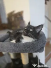Azure – Pui Maine Coon, mascul, 3 luni, foarte afectuos 