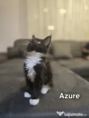 Azure – Pui Maine Coon, mascul, 3 luni, foarte afectuos 