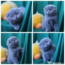 scottish fold rasa pura detalii la telefon