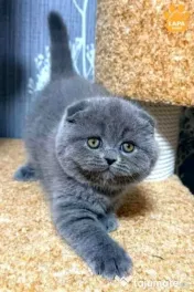 scottish fold rasa pura detalii la telefon 