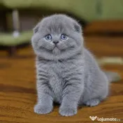 scottish fold rasa pura detalii la telefon 