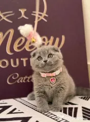 scottish fold rasa pura detalii la telefon 