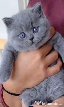 british shorthair de rasa pura