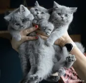 british shorthair de rasa pura 