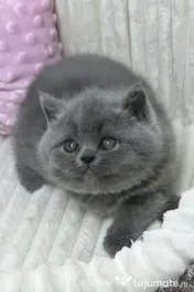 british shorthair de rasa pura 