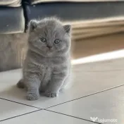 british shorthair de rasa pura 