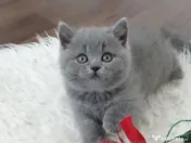 british shorthair de rasa pura 