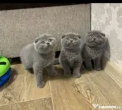 british shorthair de rasa pura 