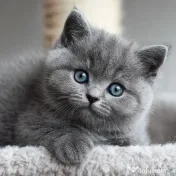 british shorthair de rasa pura 