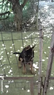 Pui ciobanesc german 7l 