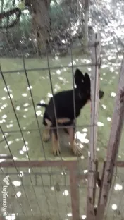 Pui ciobanesc german 7l 
