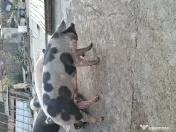 Porc de tara / curte 