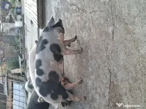 Porc de tara / curte