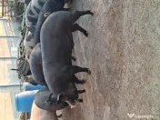 Porc de tara / curte 