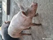 Porc de tara / curte 