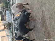 Porc de tara / curte 