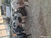 Porc de tara / curte 
