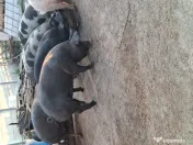 Porc de tara / curte 