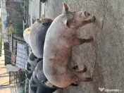 Porc de tara / curte 
