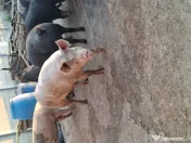 Porc de tara / curte 