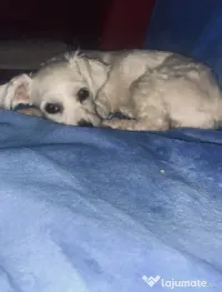 vând bichon maltez
