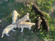 Donez cățeluși 8 săptămâni 