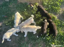 Donez cățeluși 8 săptămâni