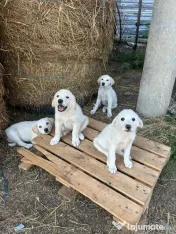 Donez cățeluși 8 săptămâni 