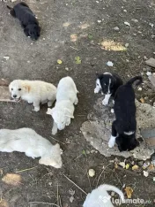 Donez cățeluși 8 săptămâni 