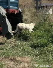 Donez cățeluși 8 săptămâni 
