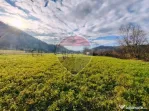 Teren intravilan-2.600 mp în Bârsana | 100 ml deschider...