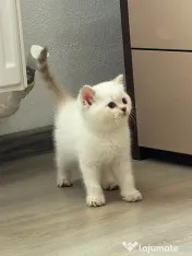 Pisoiasi scottish straight si fold 