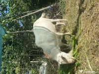 Țap și iezi mici 