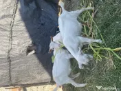 Țap și iezi mici 