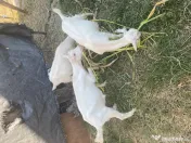 Țap și iezi mici 