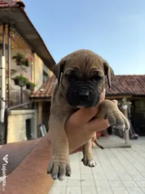 Pui câine - Cane Corso
