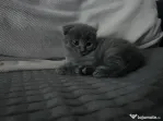 Scottish fold shorthair