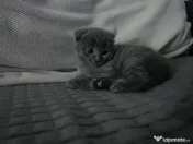 Scottish fold shorthair 