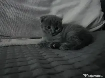 Scottish fold shorthair