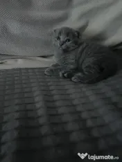 Scottish fold shorthair 