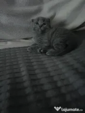 Scottish fold shorthair 