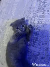 Scottish fold shorthair 