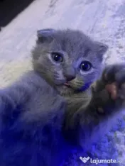 Scottish fold shorthair 