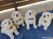 Bichon din părinți cu pedigree 