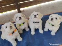 Bichon din părinți cu pedigree