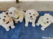 Bichon din părinți cu pedigree 